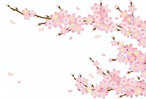 Cherry blossom petals and branches Cherry blossom petals and branches