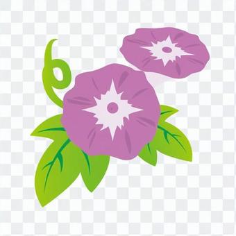 morning glory morning glory