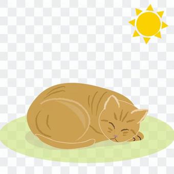 Cat Hinata Bokko Cat Hinata Bokko