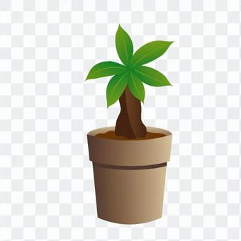 Foliage plant Foliage plant