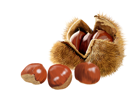 chestnut chestnut