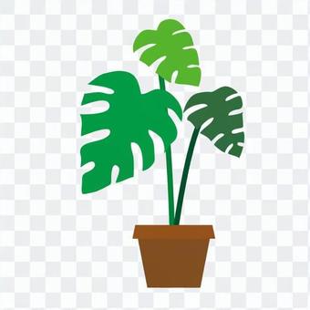 Foliage plant Foliage plant