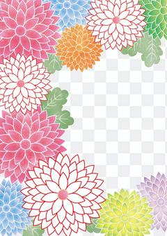 Chrysanthemum crest Chrysanthemum crest