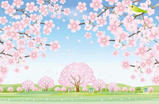 Cherry blossoms in full bloom 2 Cherry blossoms in full bloom 2