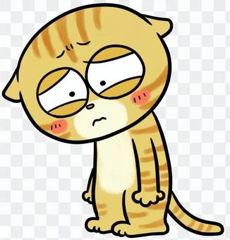 Disappointed cat Disappointed cat