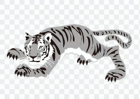 Animals _ Tiger 8 _ monochrome Animals _ Tiger 8 _ monochrome