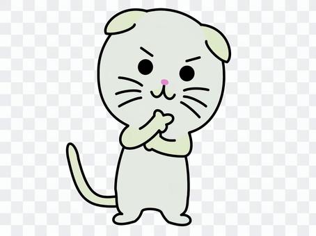 Scottish fold staring at Scottish fold staring at