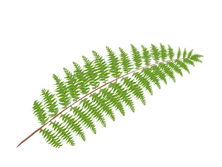 Fern leaf Fern leaf