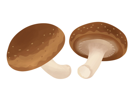 Shiitake mushroom Shiitake mushroom