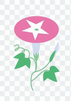 Morning glory flower Morning glory flower