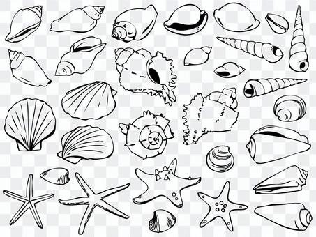 Illustration 001 Seashell Illustration 001 Seashell