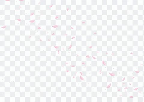 Cherry blossom scattering petals Cherry blossom scattering petals