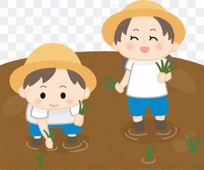Children planting rice Children planting rice