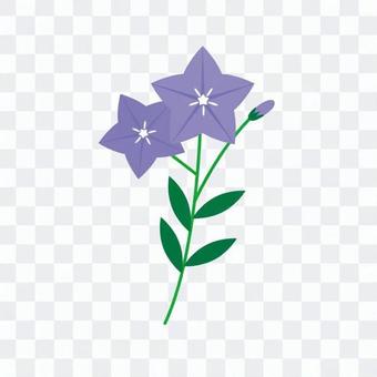 Campanulaceae Campanulaceae