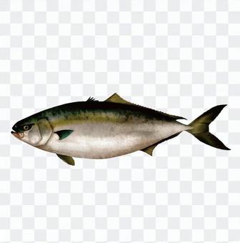 Yellowtail Yellowtail