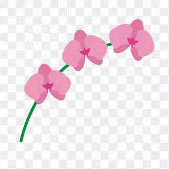 Phalaenopsis orchid Phalaenopsis orchid
