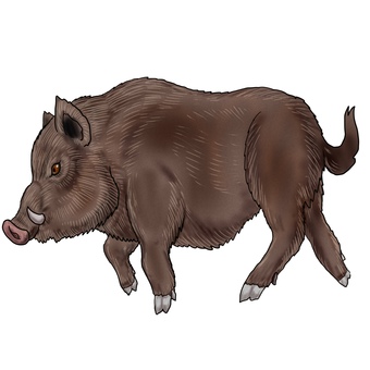 Wild boar side Wild boar side