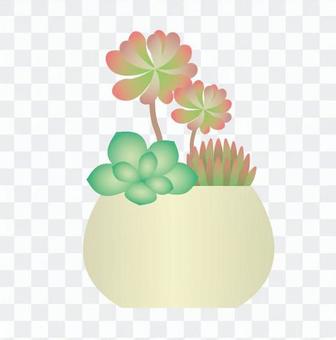 Plant plant - Succulent planting of succulent plants Plant plant - Succulent planting of succulent plants