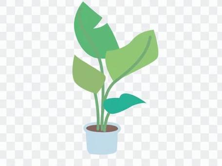 Foliage plant Foliage plant