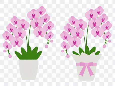 Phalaenopsis potted plant and Phalaenopsis gift Phalaenopsis potted plant and Phalaenopsis gift