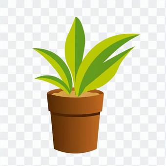 Foliage plant Foliage plant