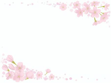 Cherry Blossoms Cherry Blossoms