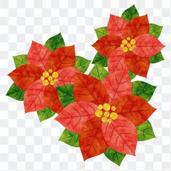 Christmas / Poinsettia Christmas / Poinsettia