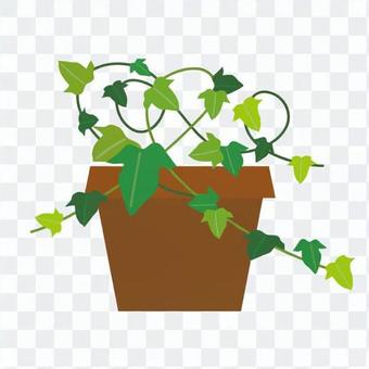 Foliage plant Foliage plant