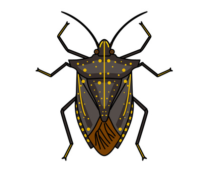 Stink bug-black Stink bug-black