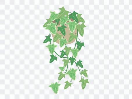 Foliage plant Foliage plant