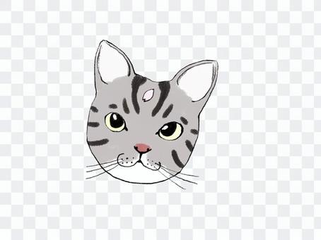 A cat with petals on its forehead A cat with petals on its forehead
