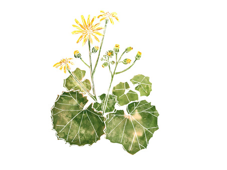 Leopard plant Leopard plant