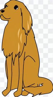 Golden retriever Golden retriever