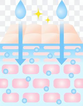 Highly penetrating skin cross section Highly penetrating skin cross section