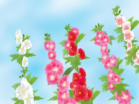 Vertical hollyhock Vertical hollyhock