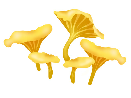 Chanterelle Chanterelle