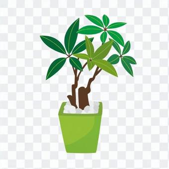 Foliage plant Foliage plant