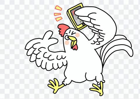 Self-filming chicken Self-filming chicken