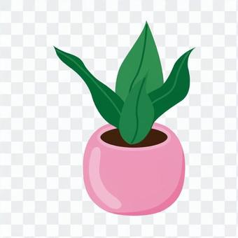 Foliage plant Foliage plant