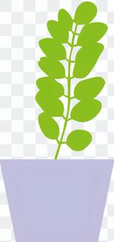 Foliage plant Foliage plant