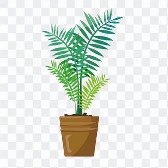 Foliage plant Foliage plant