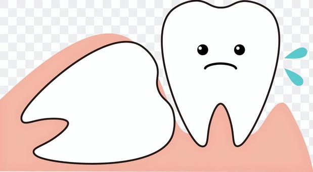 Tooth wisdom teeth Tooth wisdom teeth