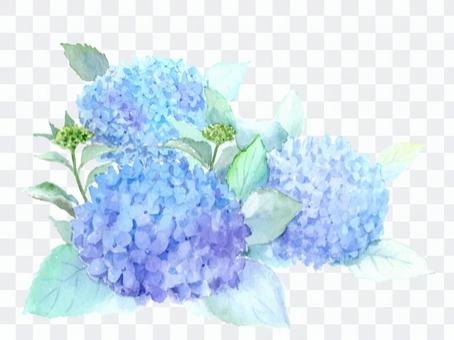 Hydrangea drawn with watercolor Hydrangea drawn with watercolor