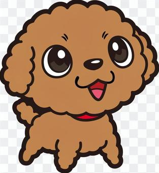 Dog _ Toy Poodle Dog _ Toy Poodle