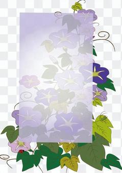 morning glory morning glory
