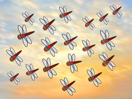 Red dragonfly Red dragonfly