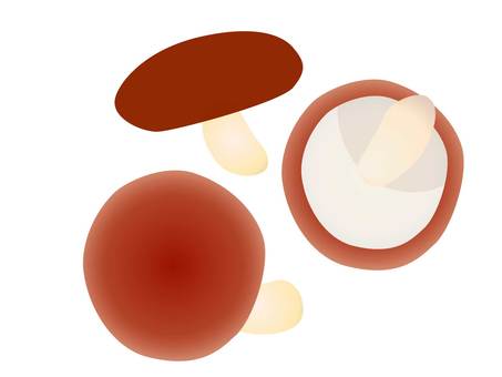 Illustration of 3 shiitake mushrooms Illustration of 3 shiitake mushrooms