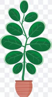 Foliage plant Foliage plant