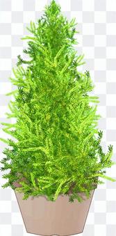 Potted plants of gold crest Potted plants of gold crest