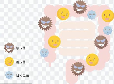 Intestinal bacteria Intestinal bacteria